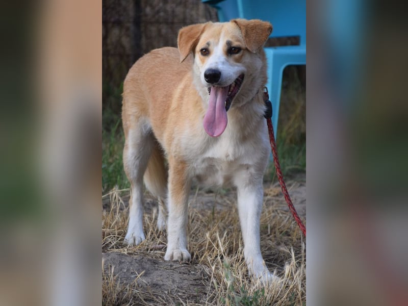Bonbonetti - süße freundliche Hündin, anfangs etwas schüchtern