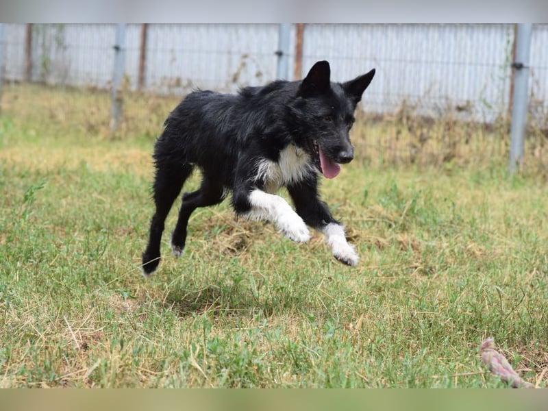 Magnus - freundlicher Rüde der wissbegierig ist und noch viel lernen möchte
