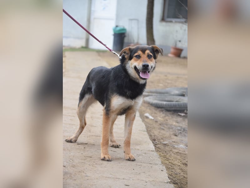 Dorci - freundliche und verschmuste Mischlingshündin