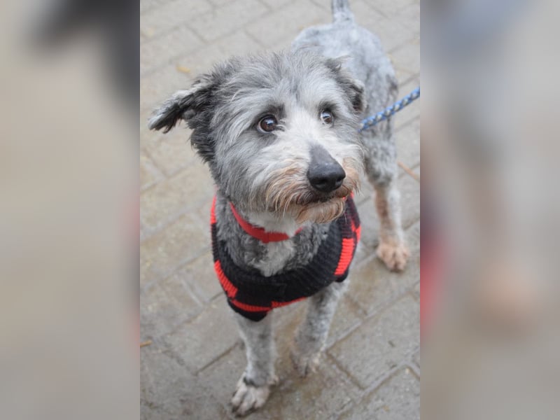 Vincent - liebt Menschen mit ganzem Herzen, liebevoll, ruhig