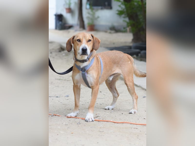 Ludwig - benötigt viel Zeit um Vertrauen zu fassen