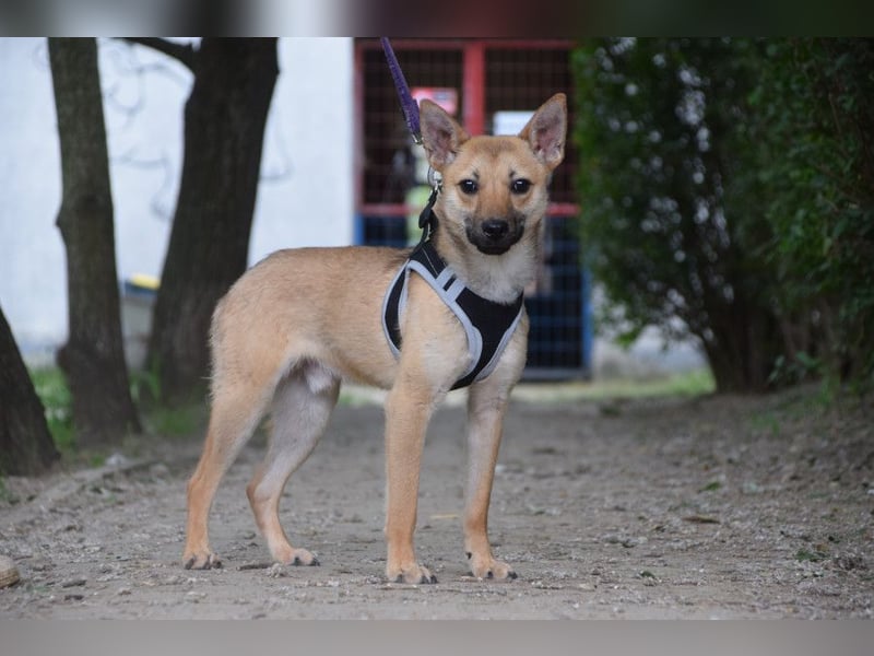 Kimo - lieber, verschmuster Junghund der schon einiges gelernt hat