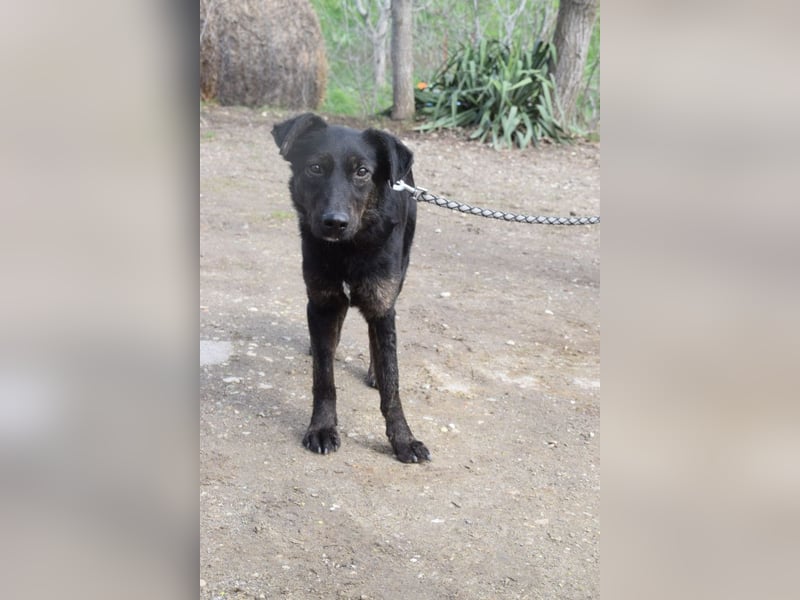 Dori - freundliche Hündin die anfangs etwas schüchtern ist