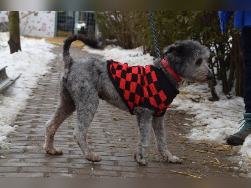 Vincent - liebt Menschen mit ganzem Herzen, liebevoll, ruhig