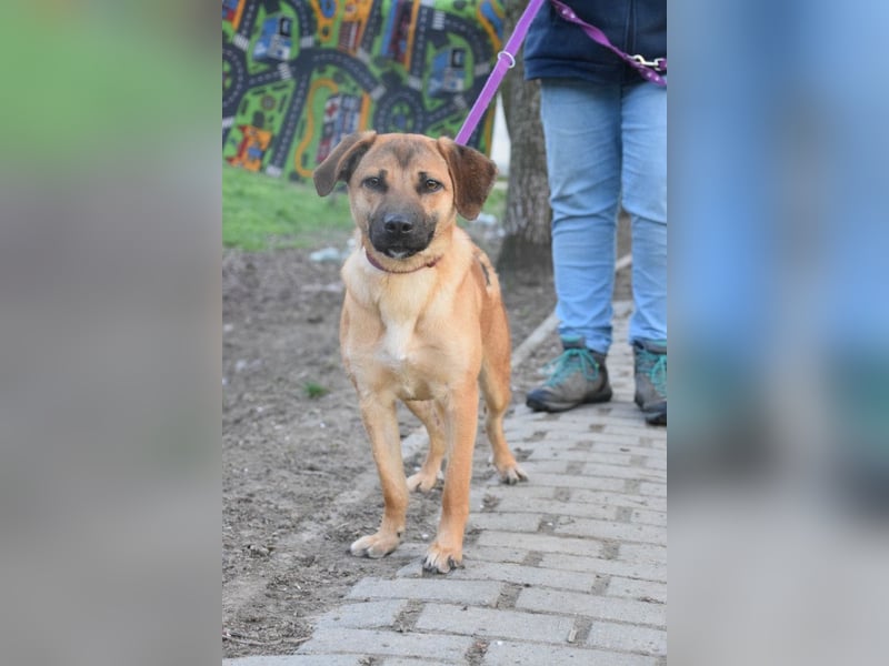 Nady - fröhliche, verspielte junge Hündin die neugierig auf das Leben ist