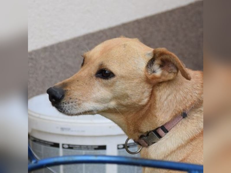 Rosi - verträgliche Hündin, die Zeit und Geduld benötigt