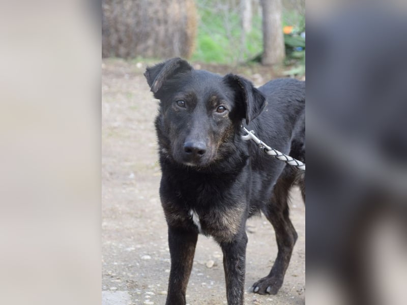 Dori - freundliche Hündin die anfangs etwas schüchtern ist