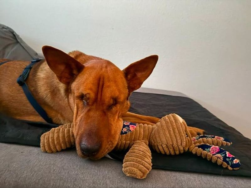 Solo - auf PS in 53894 Mechernich - liebe, nette, blinde Hündin die sicher und selbstbewußt ist