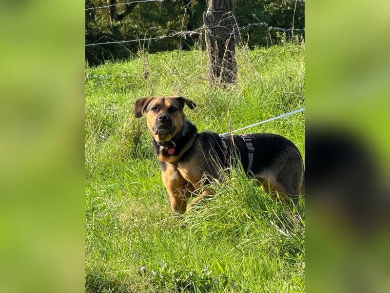 Persil - auf PS in 53797 Lohmar - sanfter Herzenshund,  liebt es gekrault und gekuschelt zu werden