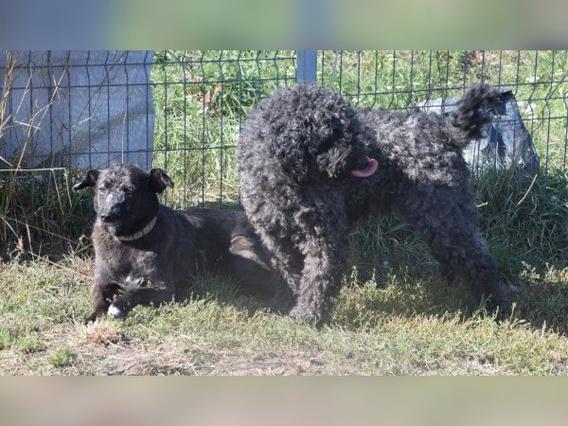 Kotangens - ruhige unauffällige Hundedame sucht Menschen mit Herz