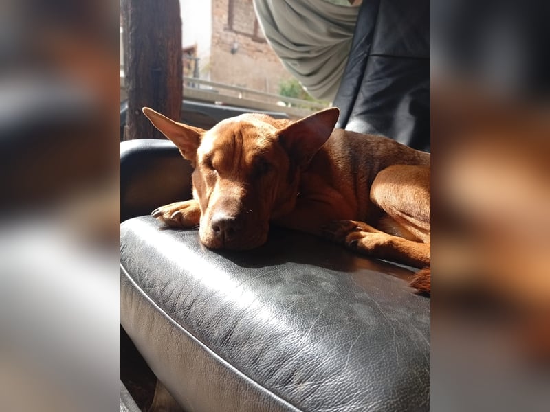 Solo - auf PS in 53894 Mechernich - liebe, nette, blinde Hündin die sicher und selbstbewußt ist