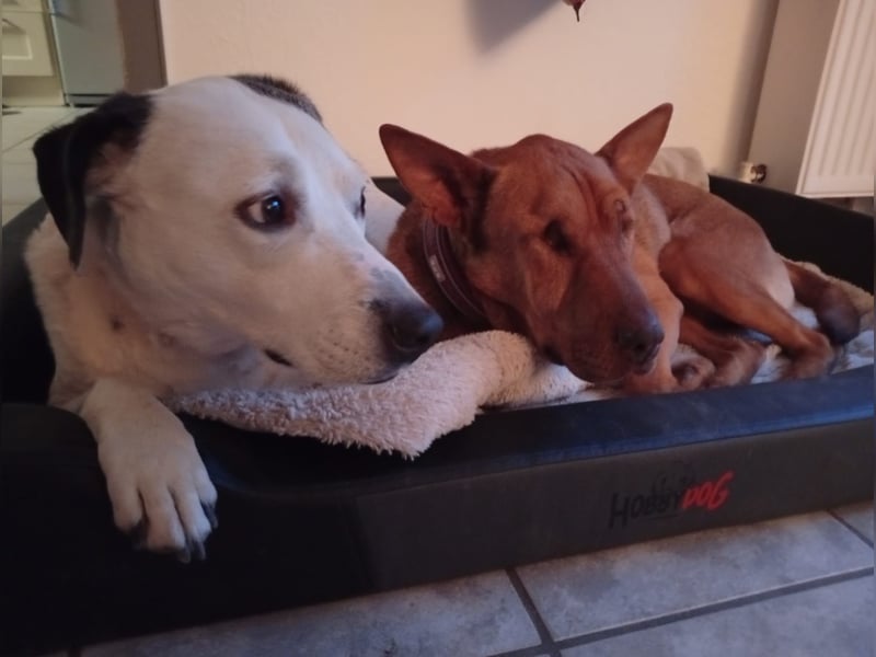 Solo - auf PS in 53894 Mechernich - liebe, nette, blinde Hündin die sicher und selbstbewußt ist