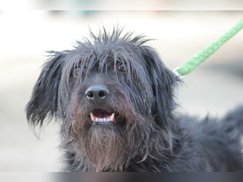 Elmo - ein anhänglicher, loyaler, verschmuster, netter, kastrierter Rüde