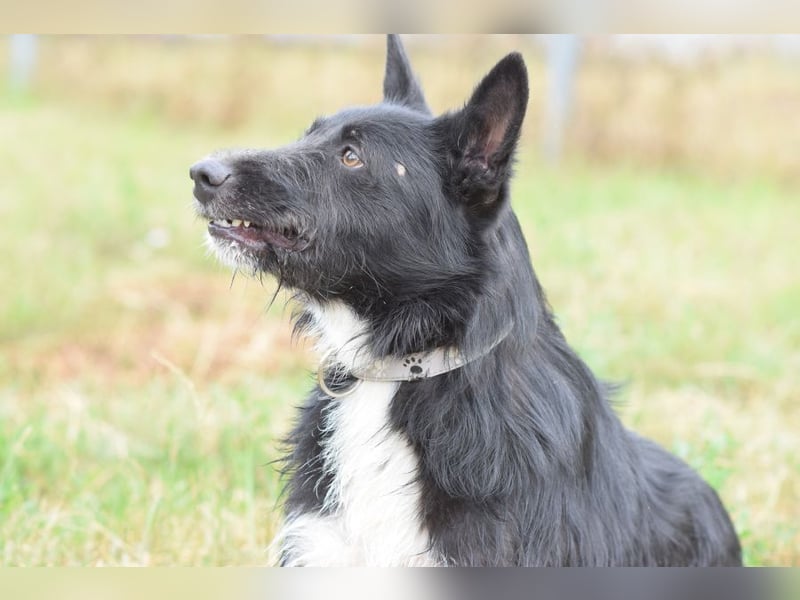 Magnus - freundlicher Rüde der wissbegierig ist und noch viel lernen möchte