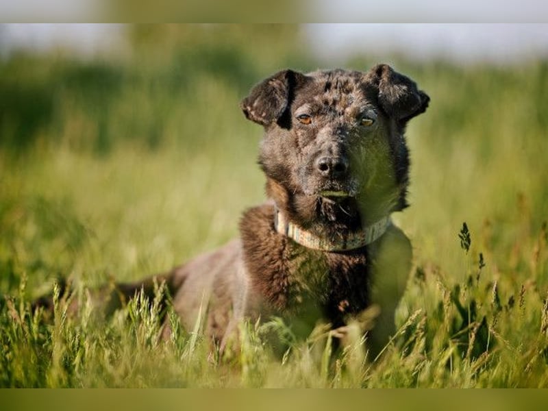 Kotangens - ruhige unauffällige Hundedame sucht Menschen mit Herz