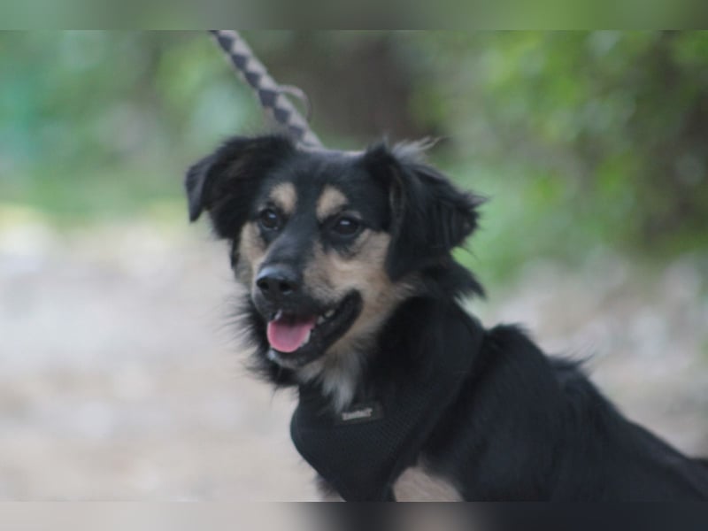 Rose - erobert alle mit ihrer süßen und freundlichen Art