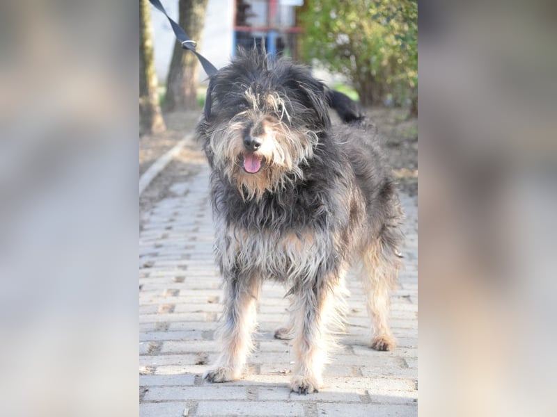 Timmy - freundlich, verschmuster Rüde der die Nähe der Menschen genießt