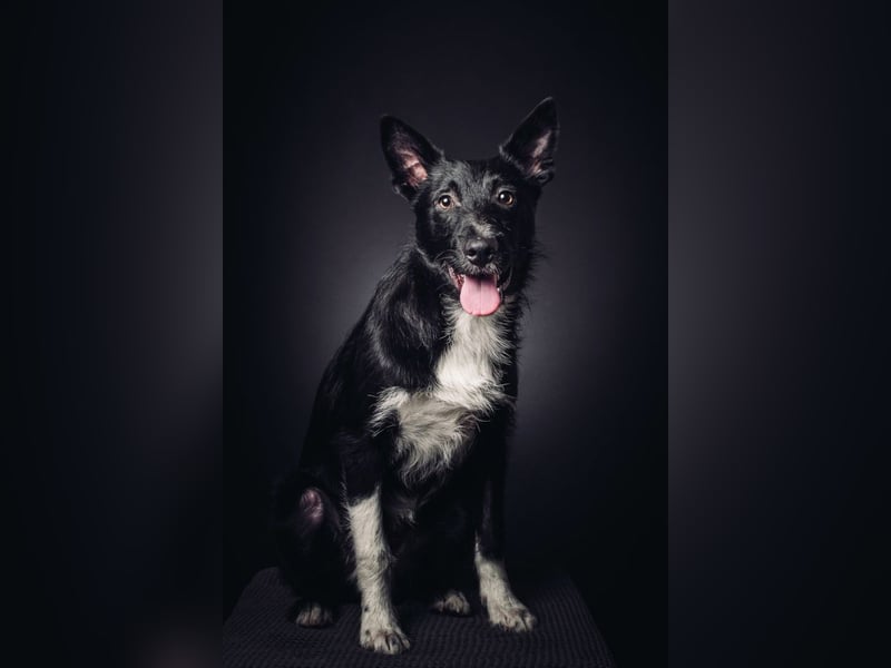 Magnus - freundlicher Rüde der wissbegierig ist und noch viel lernen möchte