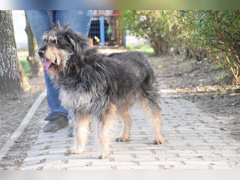 Timmy - freundlich, verschmuster Rüde der die Nähe der Menschen genießt