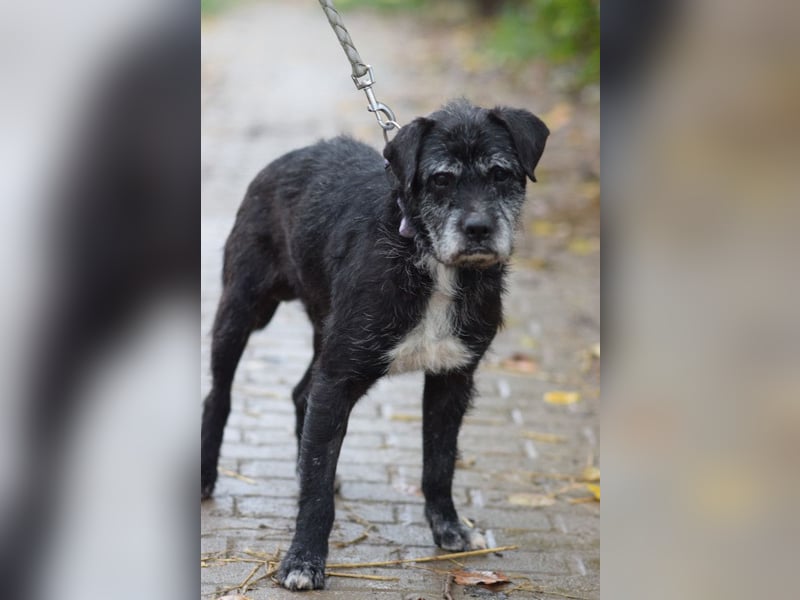 Opa Kalmann - liebevoller, aufgeschlossener und freundlicher Senior