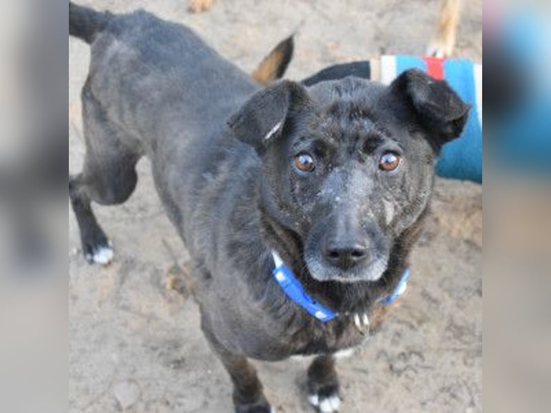 Kotangens - ruhige unauffällige Hundedame sucht Menschen mit Herz