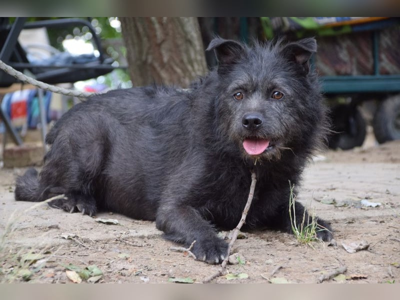 Dio - anfangs etwas scheu, aber freundlich und verspielt