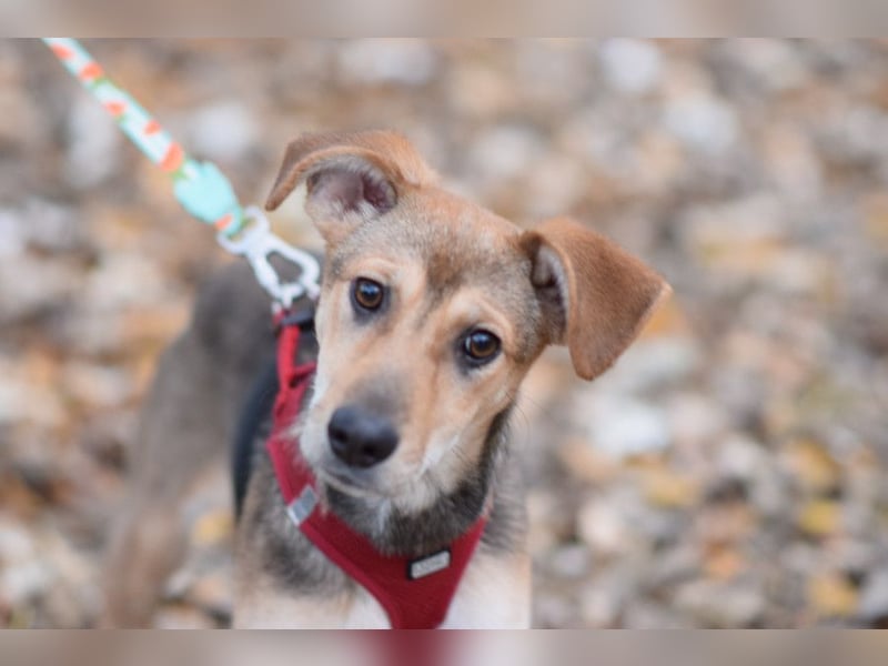 Jogobella - entzückende und  charmante Junghündin