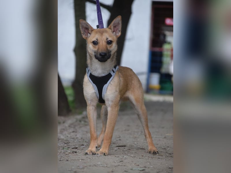 Kimo - lieber, verschmuster Junghund der schon einiges gelernt hat