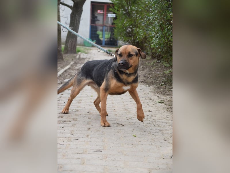 Persil - liebt es gekrault und gekuschelt zu werden, neugierig & freundlich