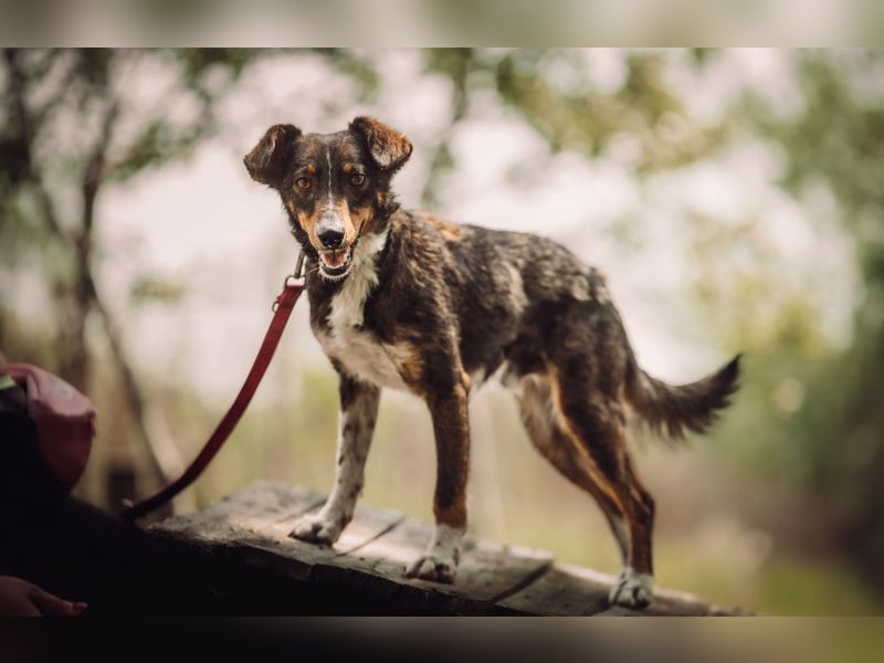 Joshi - auf PS in 45147 Essen - lieber, freundlicher Rüde der die Menschen sehr liebt