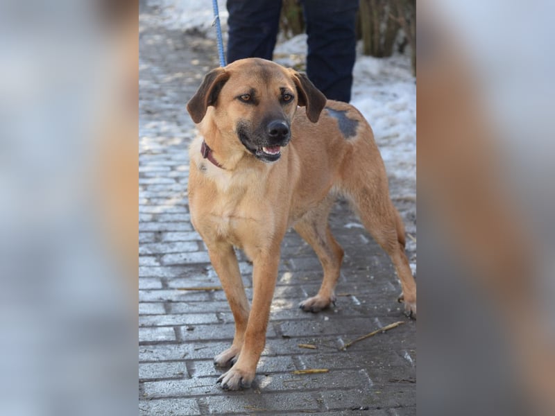 Nady - fröhliche, verspielte junge Hündin die neugierig auf das Leben ist