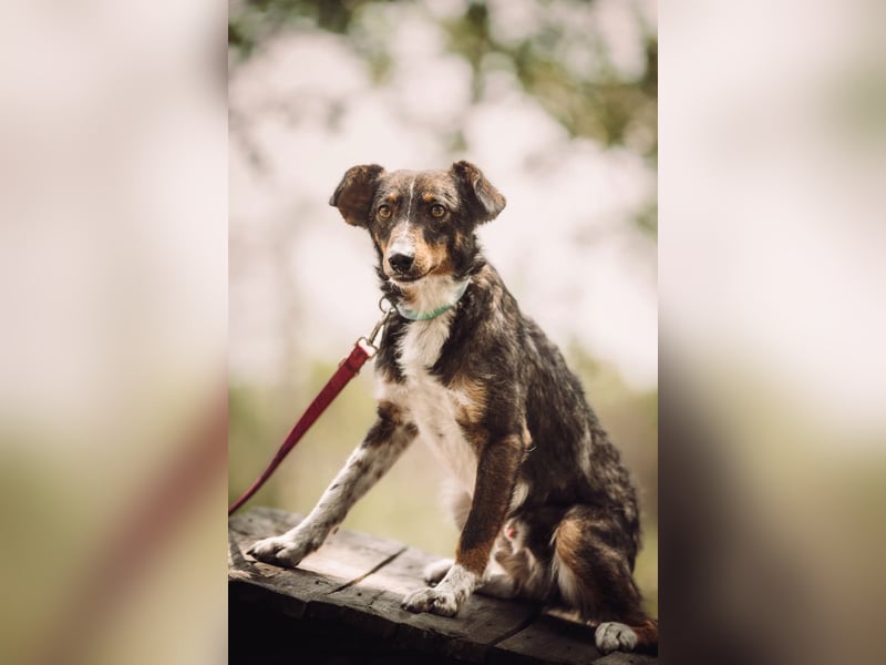 Joshi - auf PS in 45147 Essen - lieber, freundlicher Rüde der die Menschen sehr liebt