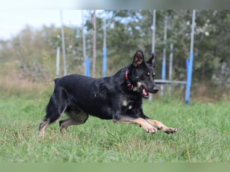Dobby - freundlicher, menschenbezogener, verschmuster Junghund