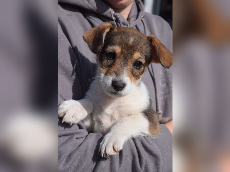 Vonny - lernfreudig, aufgeschlossen, verschmust & neugierig