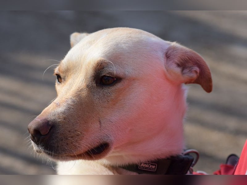 Lesco - charmanter Rüde mit liebevollem und verschmustem Charakter