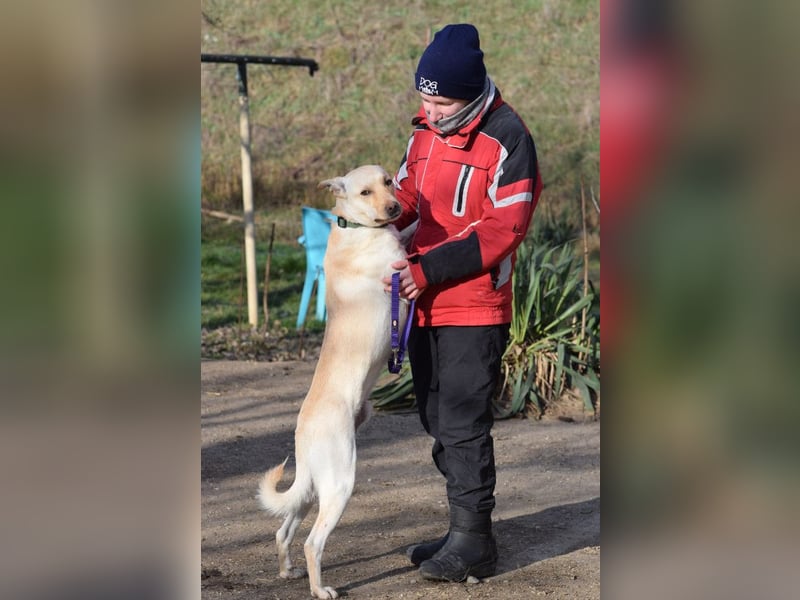 Lesco - charmanter Rüde mit liebevollem und verschmustem Charakter