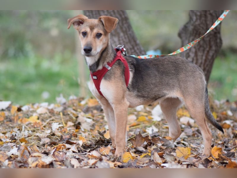 Jogobella - entzückende und  charmante Junghündin