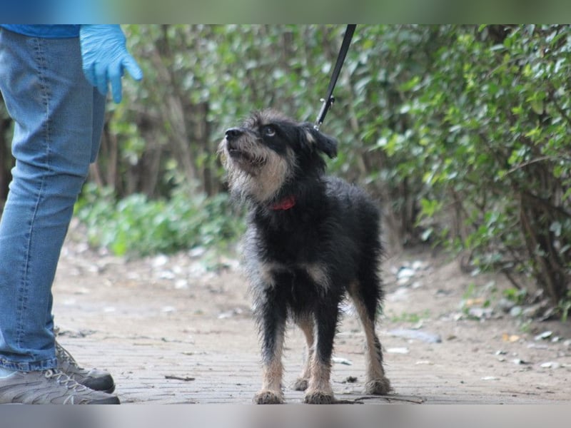 Picknick - lernfähiger Rüde der anfangs etwas schüchtern ist
