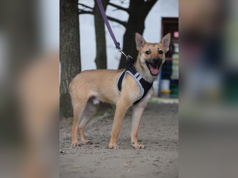 Kimo - lieber, verschmuster Junghund der schon einiges gelernt hat