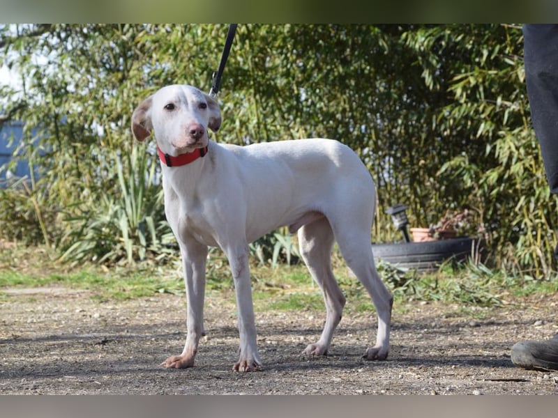 Risotto - freundlicher, verschmuster und sportlicher Rüde