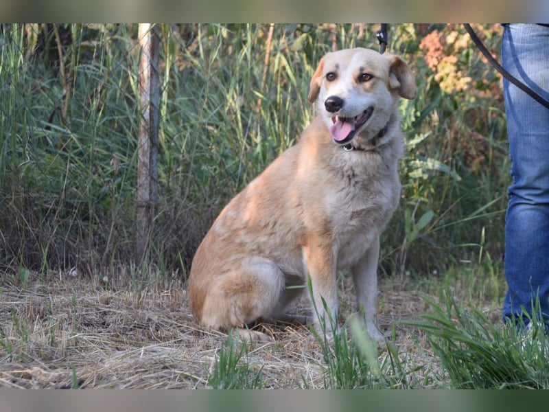Bonbonetti - süße freundliche Hündin, anfangs etwas schüchtern