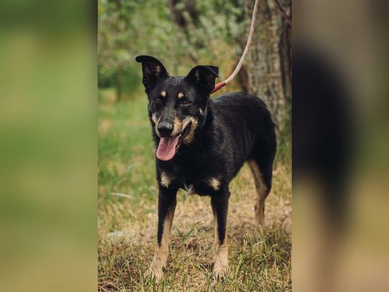 Dobby - freundlicher, menschenbezogener, verschmuster Rüde