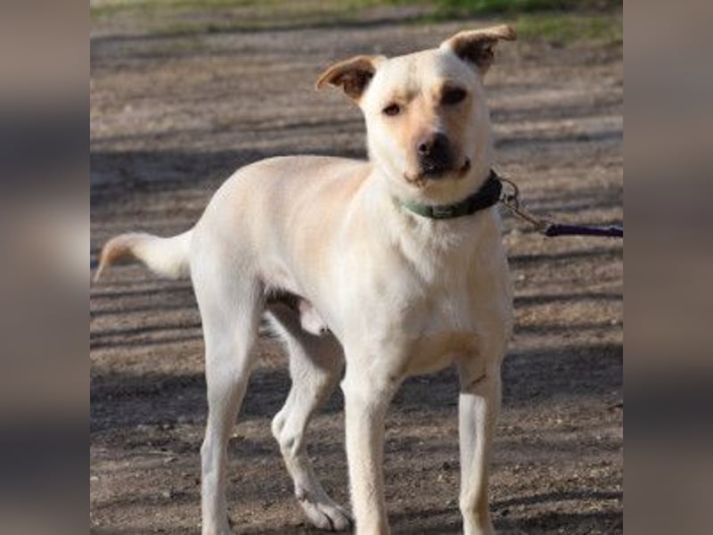 Lesco - charmanter Rüde mit liebevollem und verschmustem Charakter