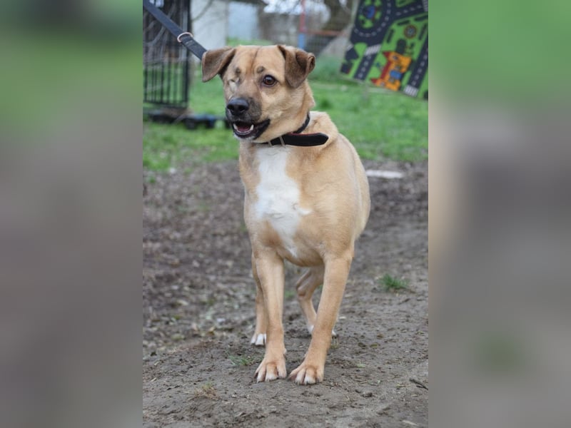 Popeye - charmanter, liebenswerter, toller Rüde