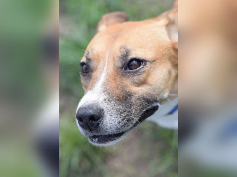 Caroline - menschenbezogene Hündin die ein sportliches Zuhause sucht