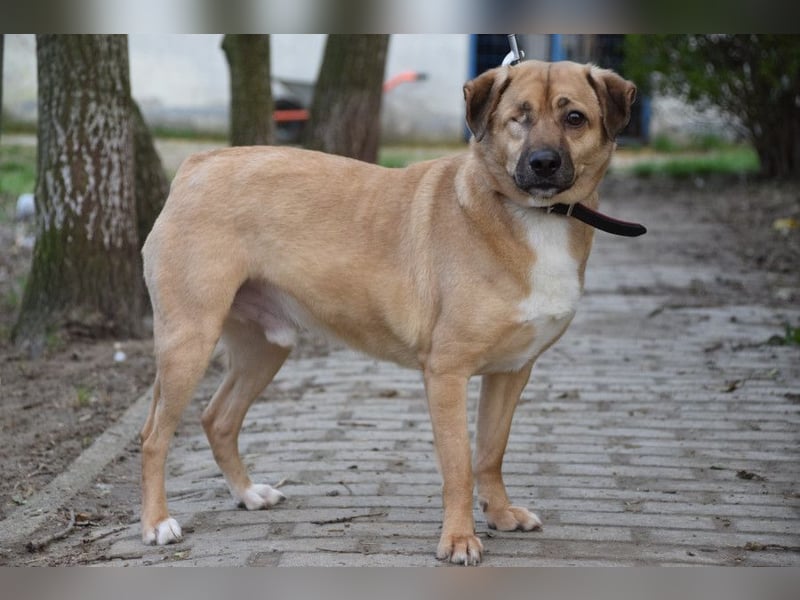 Popeye - charmanter, liebenswerter, toller Rüde