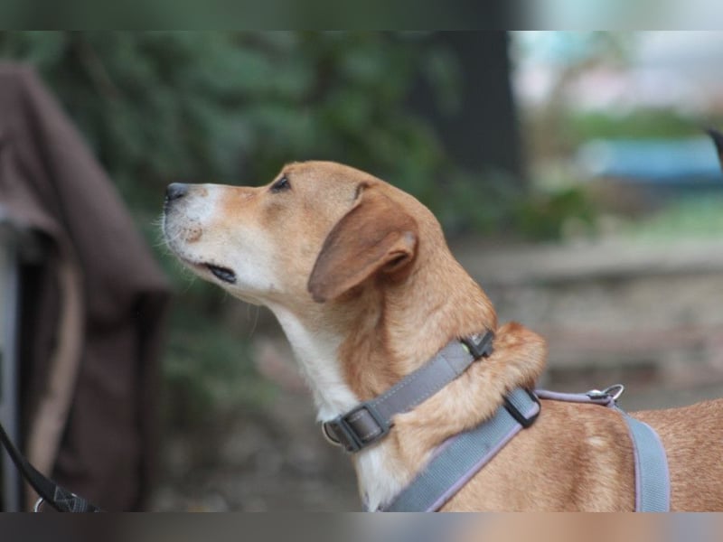 Ludwig - benötigt viel Zeit um Vertrauen zu fassen