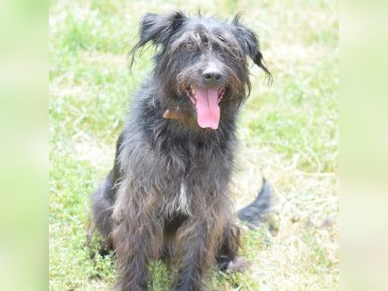 Elmo - ein anhänglicher, loyaler, verschmuster, netter, kastrierter Rüde