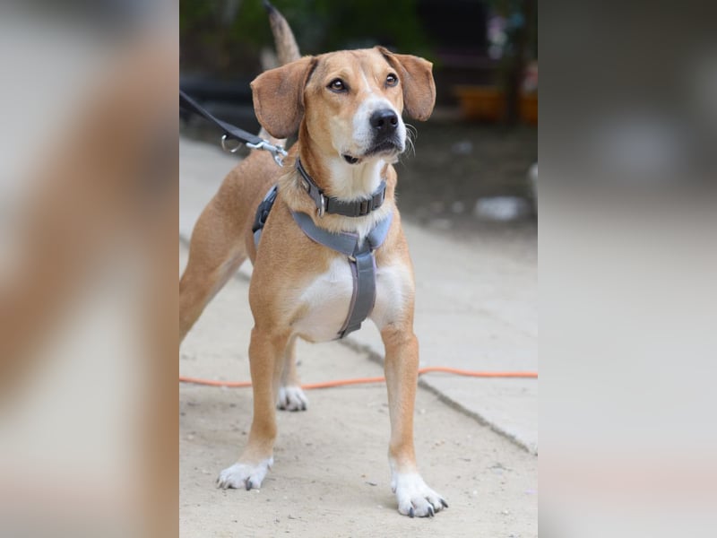 Ludwig - benötigt viel Zeit um Vertrauen zu fassen