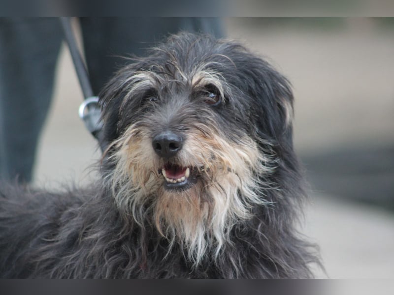 Timmy - freundlich, verschmuster Rüde der die Nähe der Menschen genießt